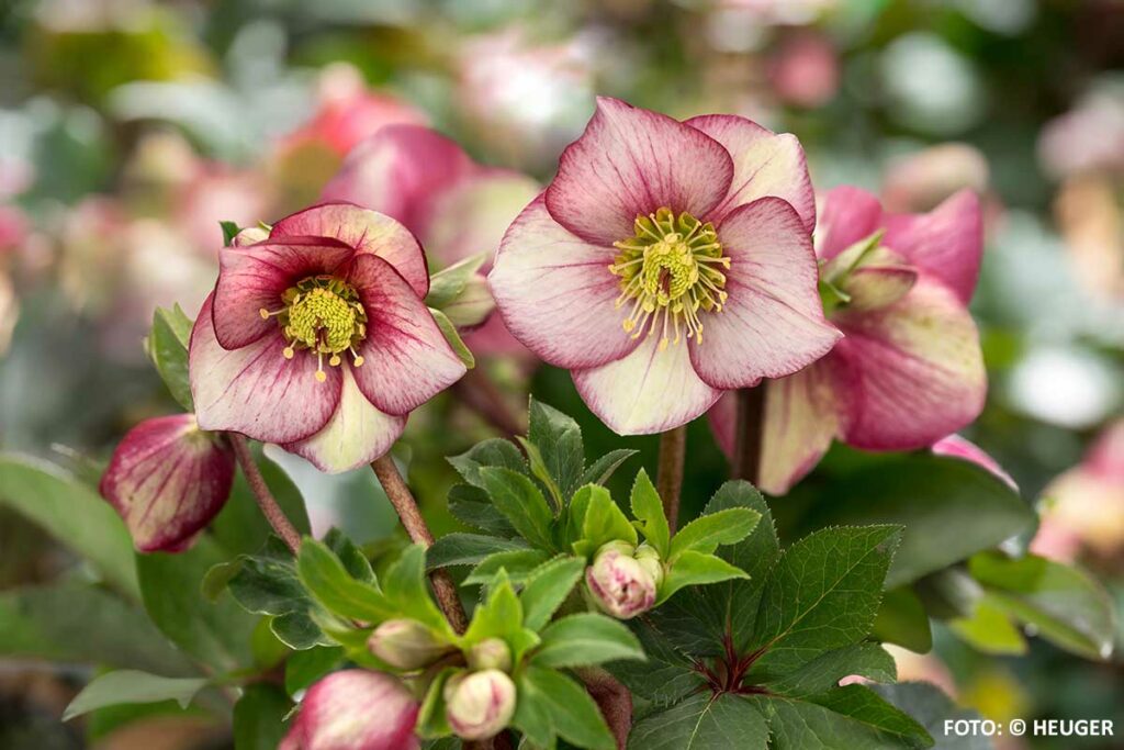 Von Christrosen, Lenzrosen, Schneerosen und Helleborus x iburgensis.