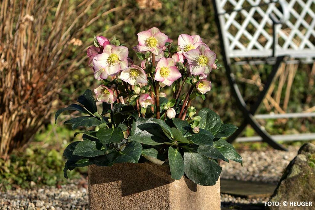 Von Christrosen, Lenzrosen, Schneerosen und Helleborus x iburgensis.