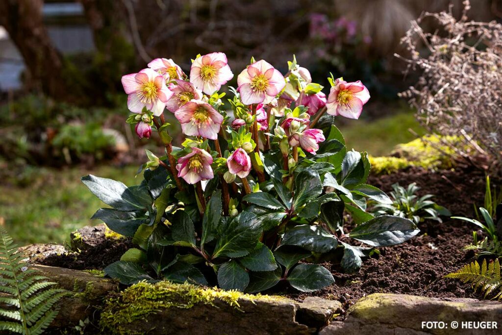 Von Christrosen, Lenzrosen, Schneerosen und Helleborus x iburgensis.